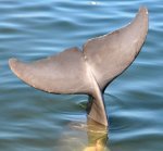 dolphin-tail.jpg